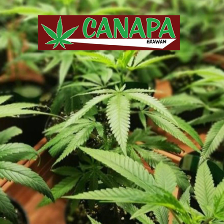 Anteprima-Canapa-Erawan